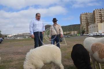 La feria de ganado, atractivo principal de la jornada matutina en Jinámar (Foto Antonio Alí y Francisco Javier Santana)